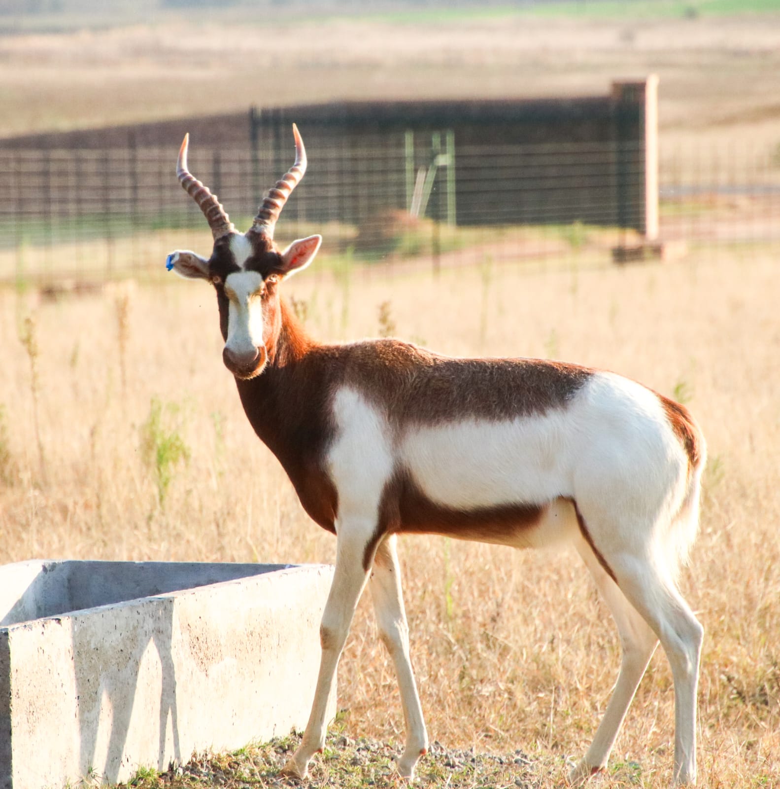 Saddleback Blesbok ram